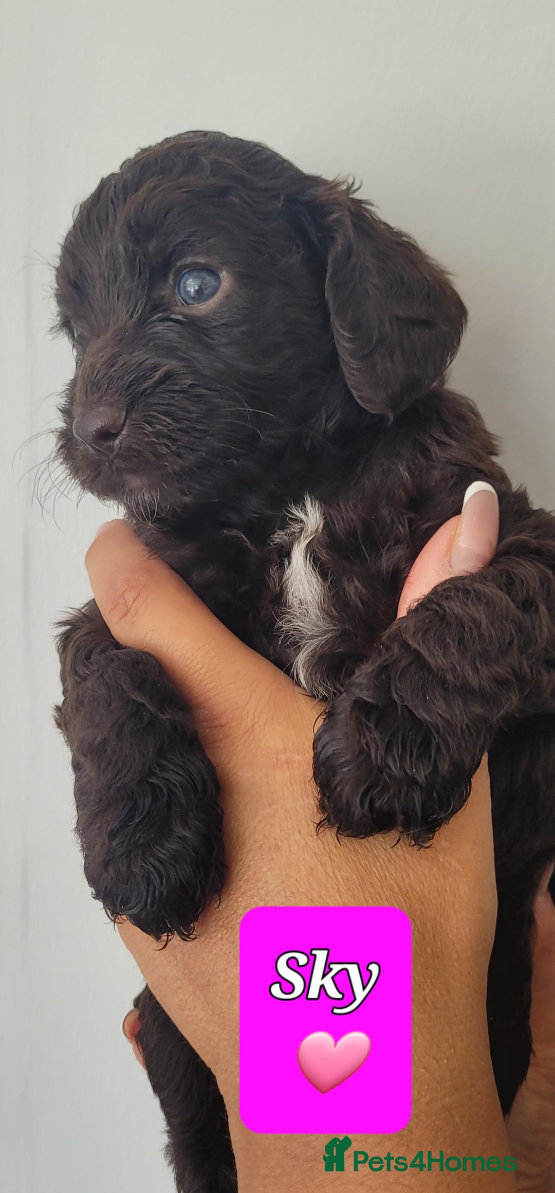 Sproodle dogs for sale: Gorgeous Chocolate Sproodle Puppies - Image 3
