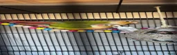 Conures birds for sale: 2 Pineapple conures in Halifax - Advert 1
