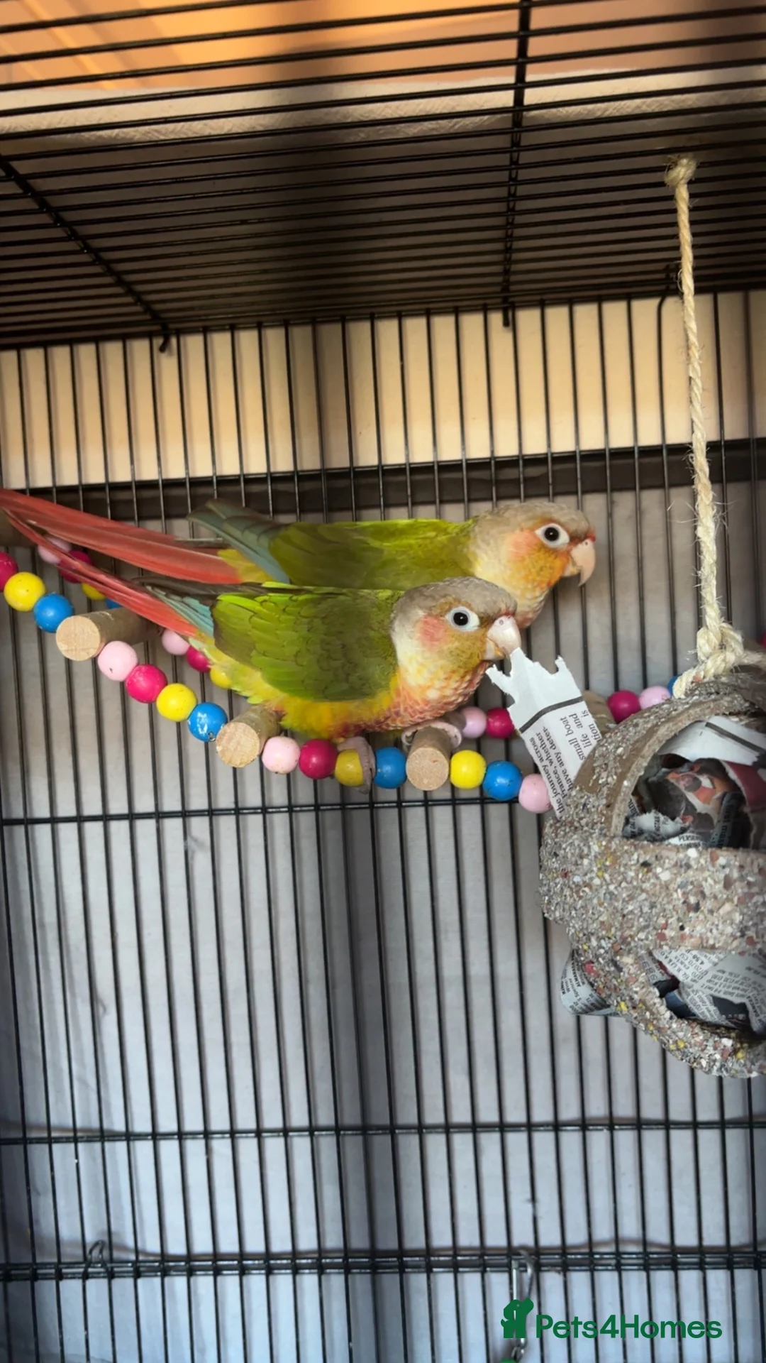 Conures birds for sale: 2 Pineapple conures in Halifax - Advert 1