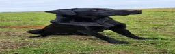Labrador Retriever dogs for stud: Fully health tested Labrador stud - Advert 9