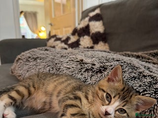 Mixed Breed cats - Advert 1