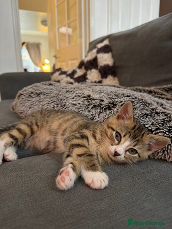 Mixed Breed cats - Advert 1