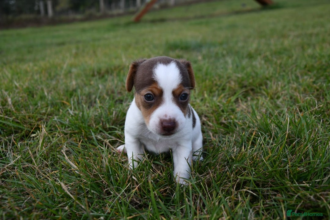 Jack Russell dogs for sale: Jack Russel puppies for sale  - Image 21