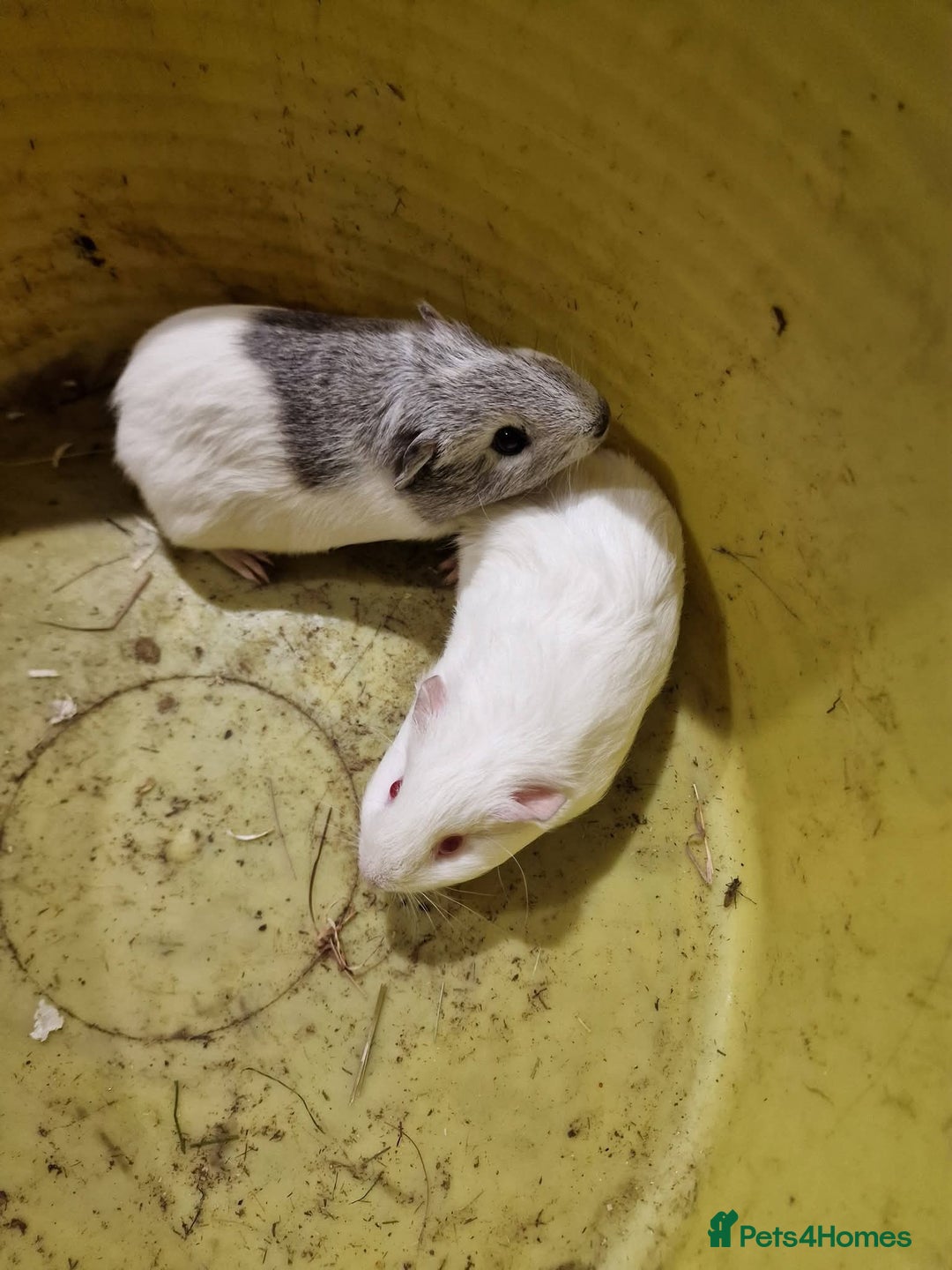 Guinea Pig rodents for sale: Guinea pigs needing homes  - Advert 7