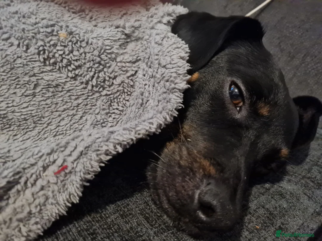 Patterjack dogs for sale: Rolo. Patterdale cross. in Doncaster - Advert 2