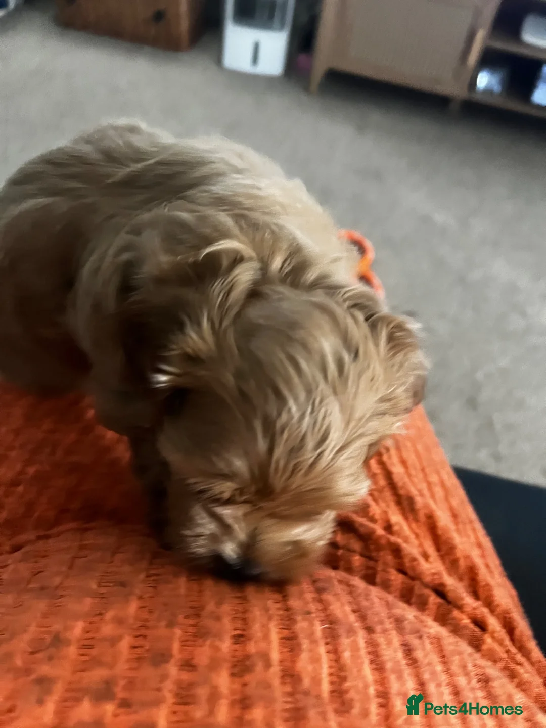 Mixed Breed dogs for sale: Shihchon male - Advert 3