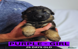 German Shepherd dogs for sale: Beautiful German Shepherd Puppies - Image 16