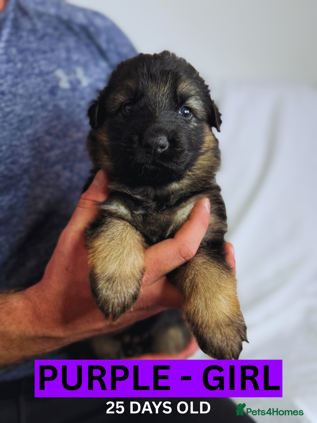 German Shepherd dogs for sale: Beautiful German Shepherd Puppies - Image 16