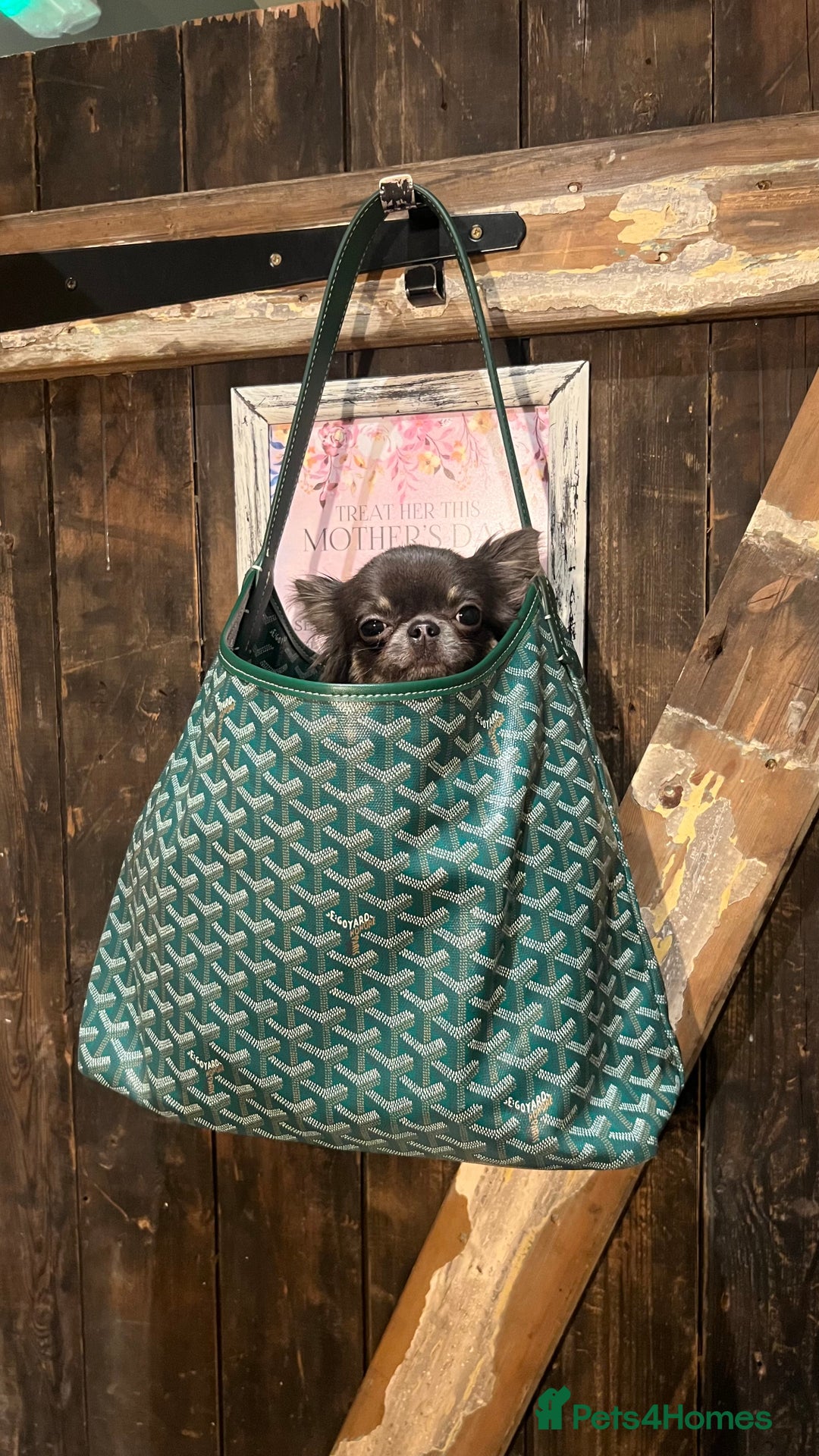Chihuahua dogs for stud: 1.8kg TikTok star STUD DUTIES ⭐️ - Image 7