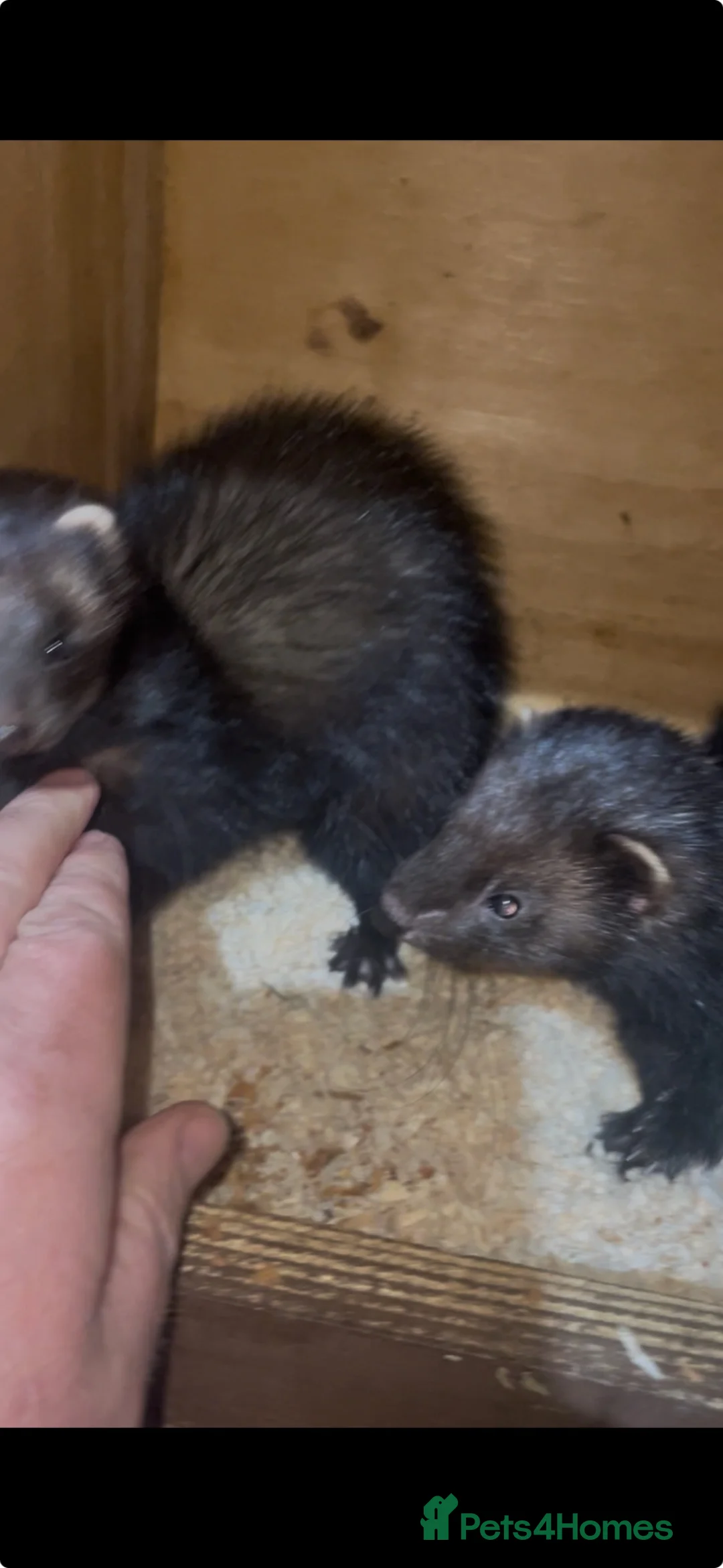 Ferret rodents for sale: EU Angora Polecat Cross - Advert 5