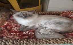 Ragdoll cats for sale: Mink ragdoll babies  - Image 18