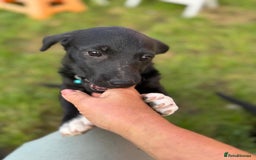 Mixed Breed dogs for adoption: FINN - a Lovely little puppy boy for a Loving Home - Image 8
