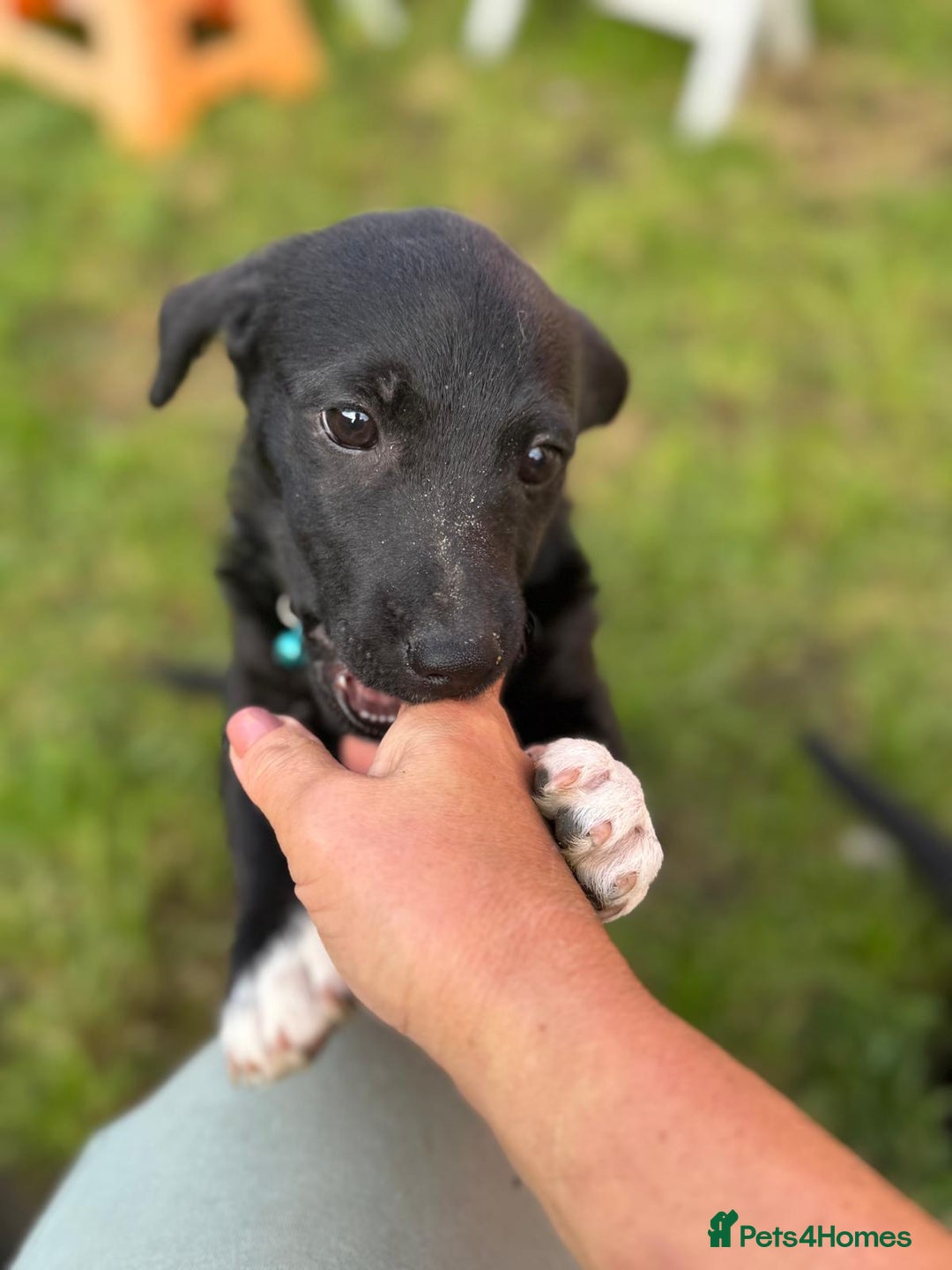 Mixed Breed dogs for adoption: FINN - a Lovely little puppy boy for a Loving Home - Image 8