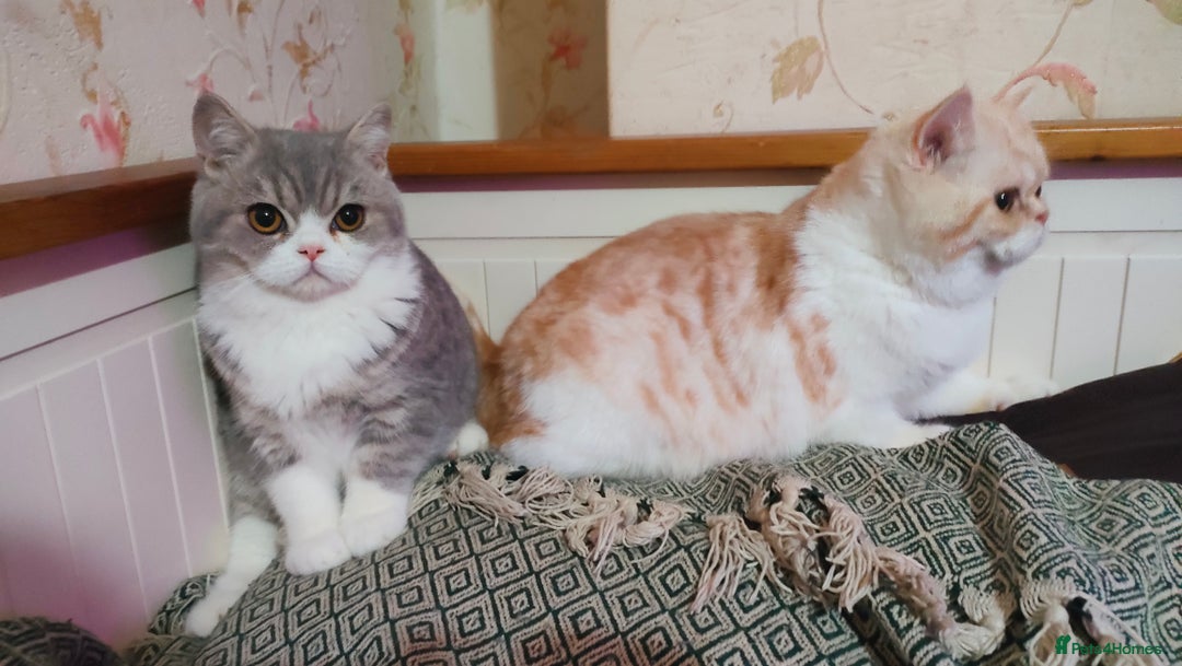 Exotic cats for sale: Two exotic shorthair boys  - Image 2