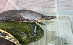 Terrapin reptiles for sale: Terrapins - Image 13