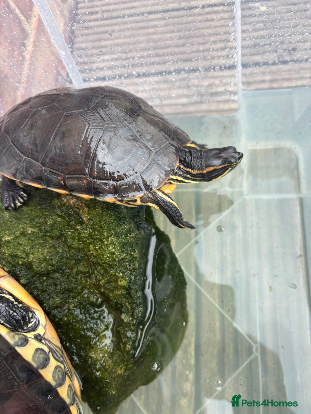 Terrapin reptiles for sale: Terrapins - Image 13