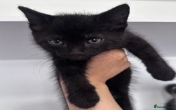 Mixed Breed cats for sale: Black Kitten Ragdoll x British Longhair Mix - Image 8