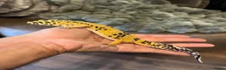 Leopard Gecko reptiles for sale: Beautifully marked hi-yellow female - Advert 5