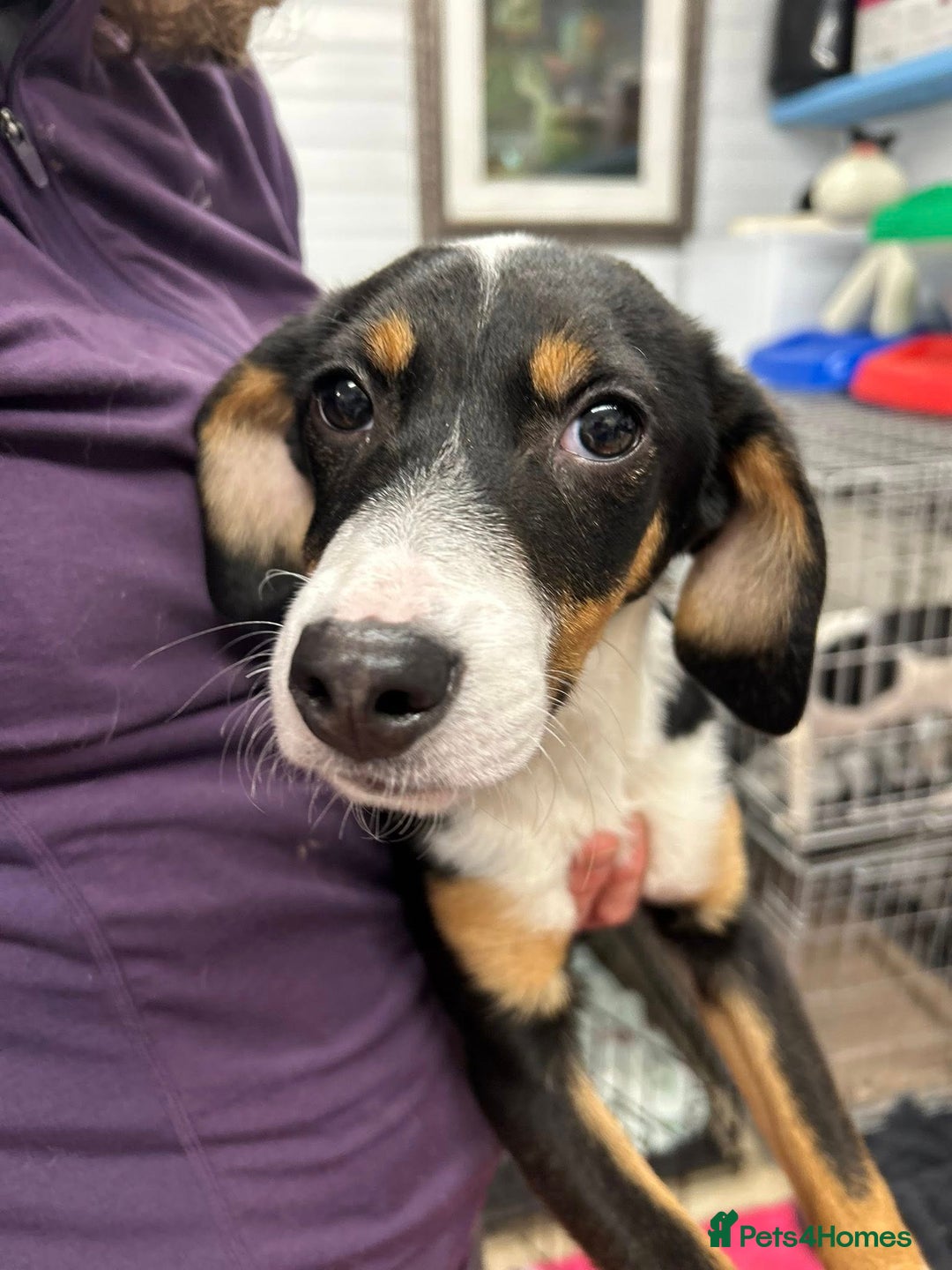 Mixed Breed dogs for adoption: Faith - In Ayr Looking for a home <3  - Advert 4