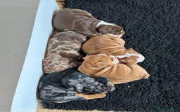 English Bulldog dogs for sale: Amazing litter of English bulldogs - Image 17