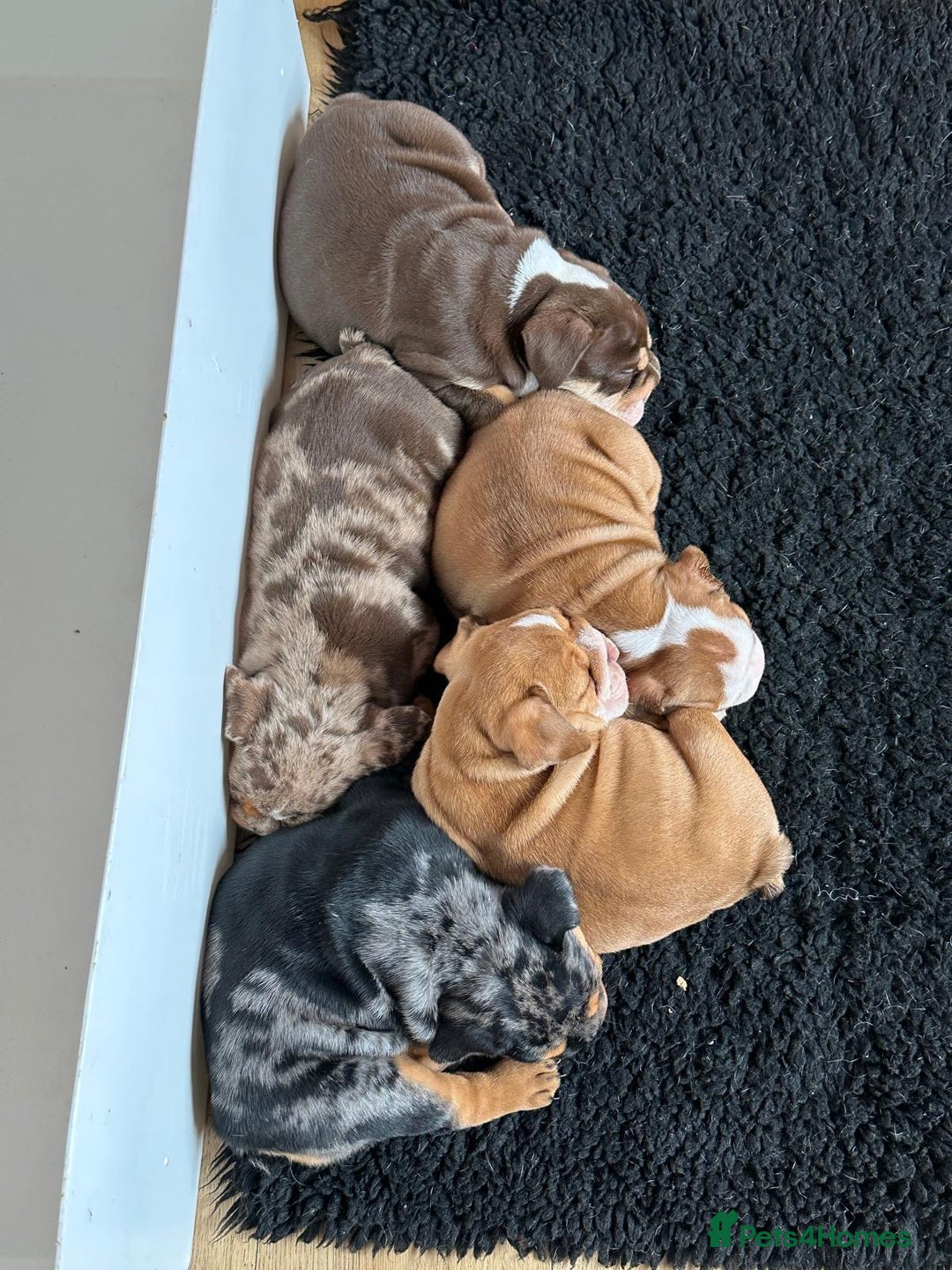 English Bulldog dogs for sale: Amazing litter of English bulldogs - Image 17