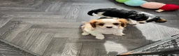 Cavalier King Charles Spaniel dogs for sale: stunning health tested cavalier king charles pups - Advert 4