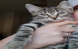 Mixed Breed cats for sale: Mixed breed kittens for sale! - Image 13