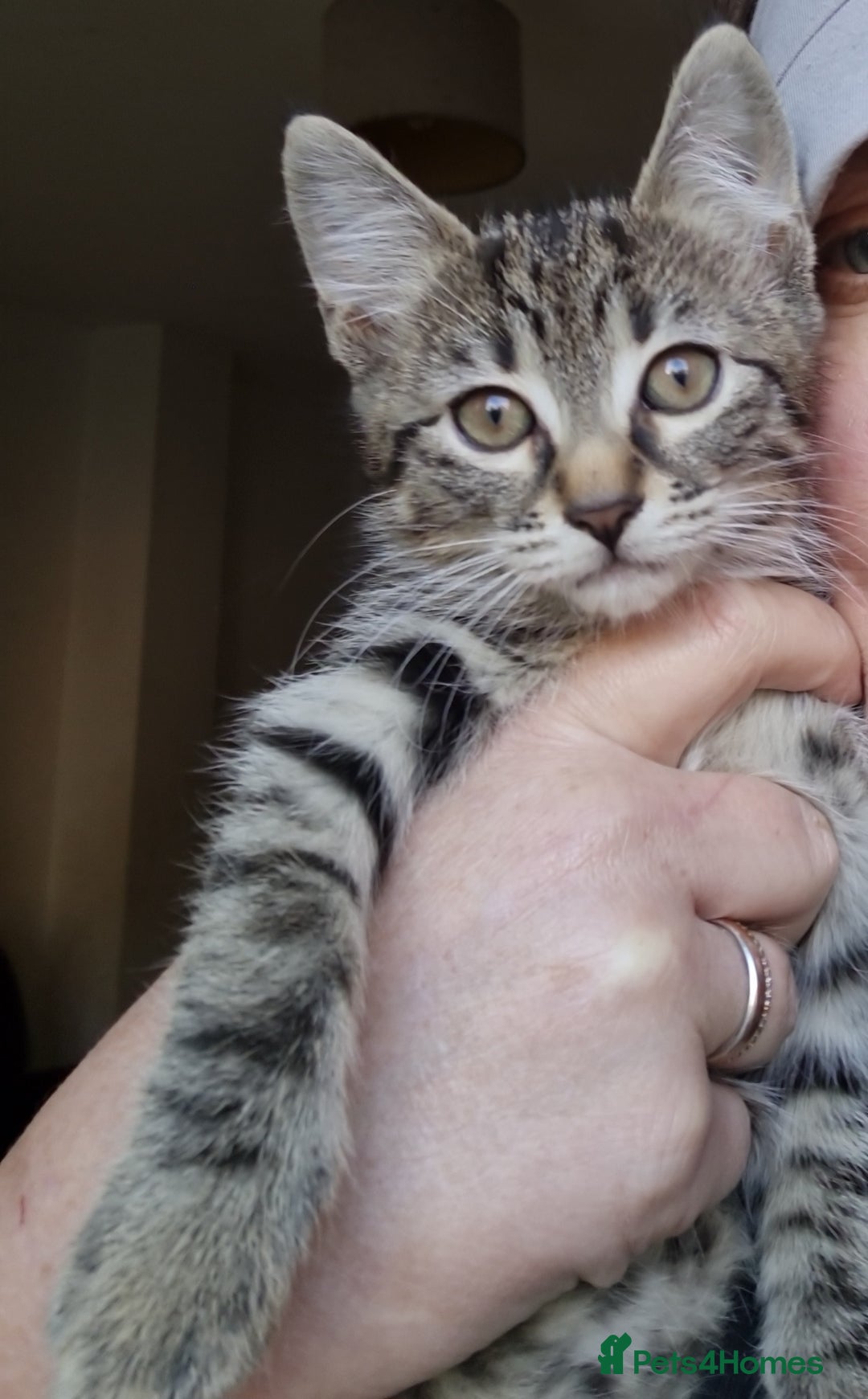 Mixed Breed cats for sale: Mixed breed kittens for sale! - Image 13