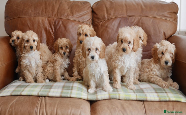 Cavapoo dogs - Advert 1
