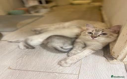 British Shorthair cats for sale: 2 lovely British short hair kitten girls - Image 8
