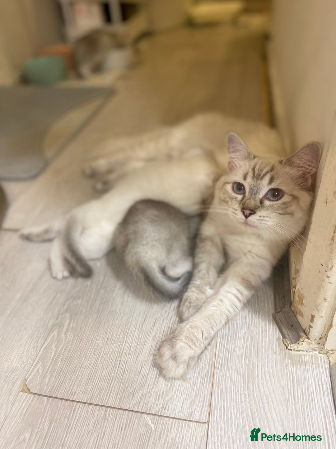 British Shorthair cats for sale: 2 lovely British short hair kitten girls - Image 8