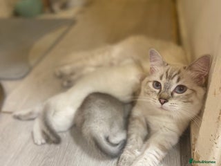 British Shorthair cats - Advert 8