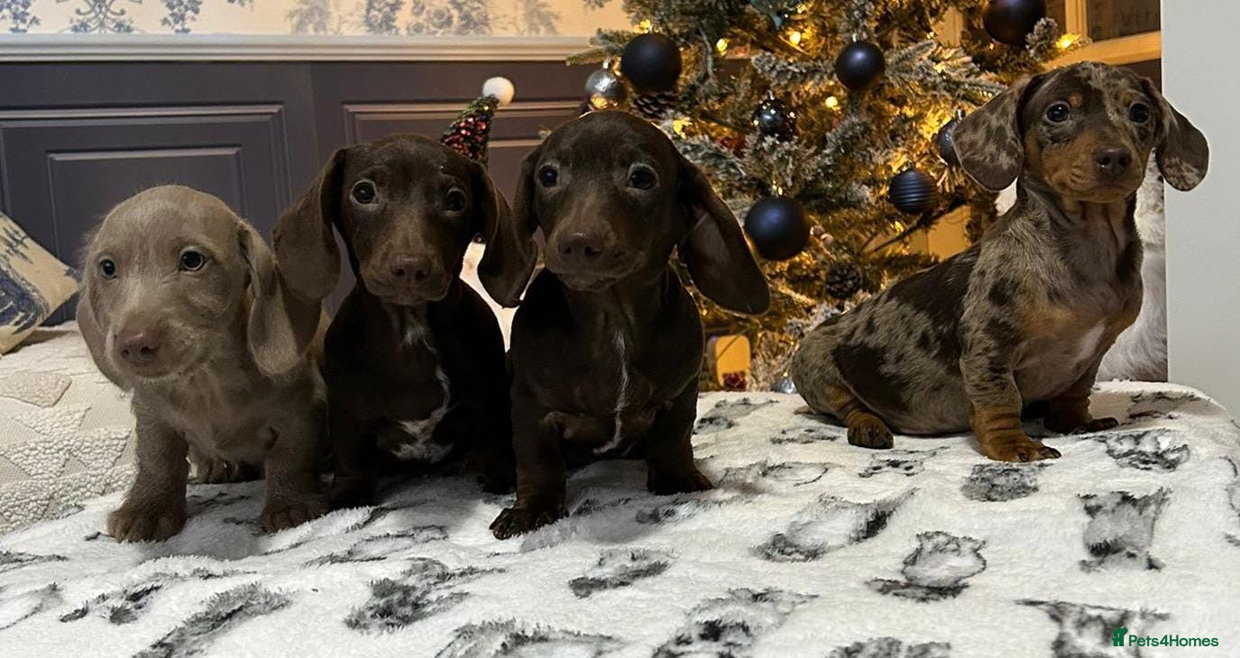 Dachshund dogs kc REG PRA CLR miniature dachshunds  - Advert 4