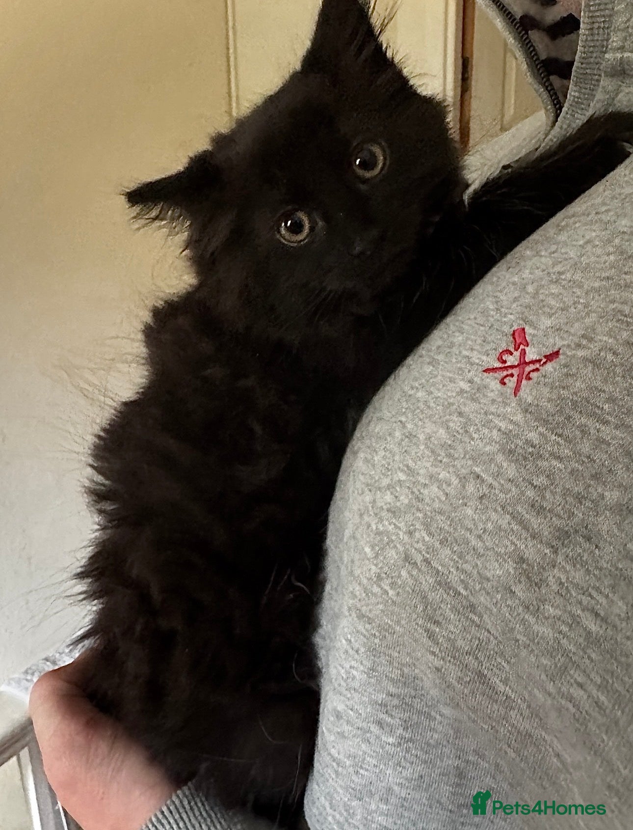 Mixed Breed cats for sale: 🐾 Four gorgeous fluffy black kittens 🐾 - Advert 1
