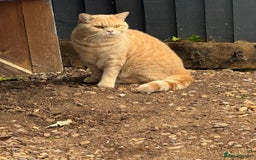 British Shorthair cats for sale: Beautiful BSH Cats Brother and Sister  - Image 9