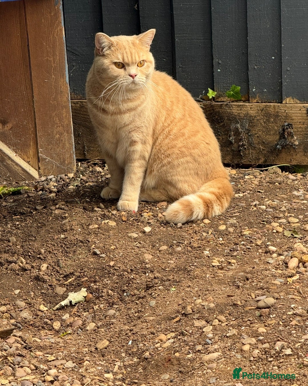 British Shorthair cats for sale: Beautiful BSH Cats Brother and Sister  - Image 9