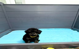 Cavapoo dogs for sale: READY NOW! Adorable Phantom F1b Cavapoo puppies  - Image 35