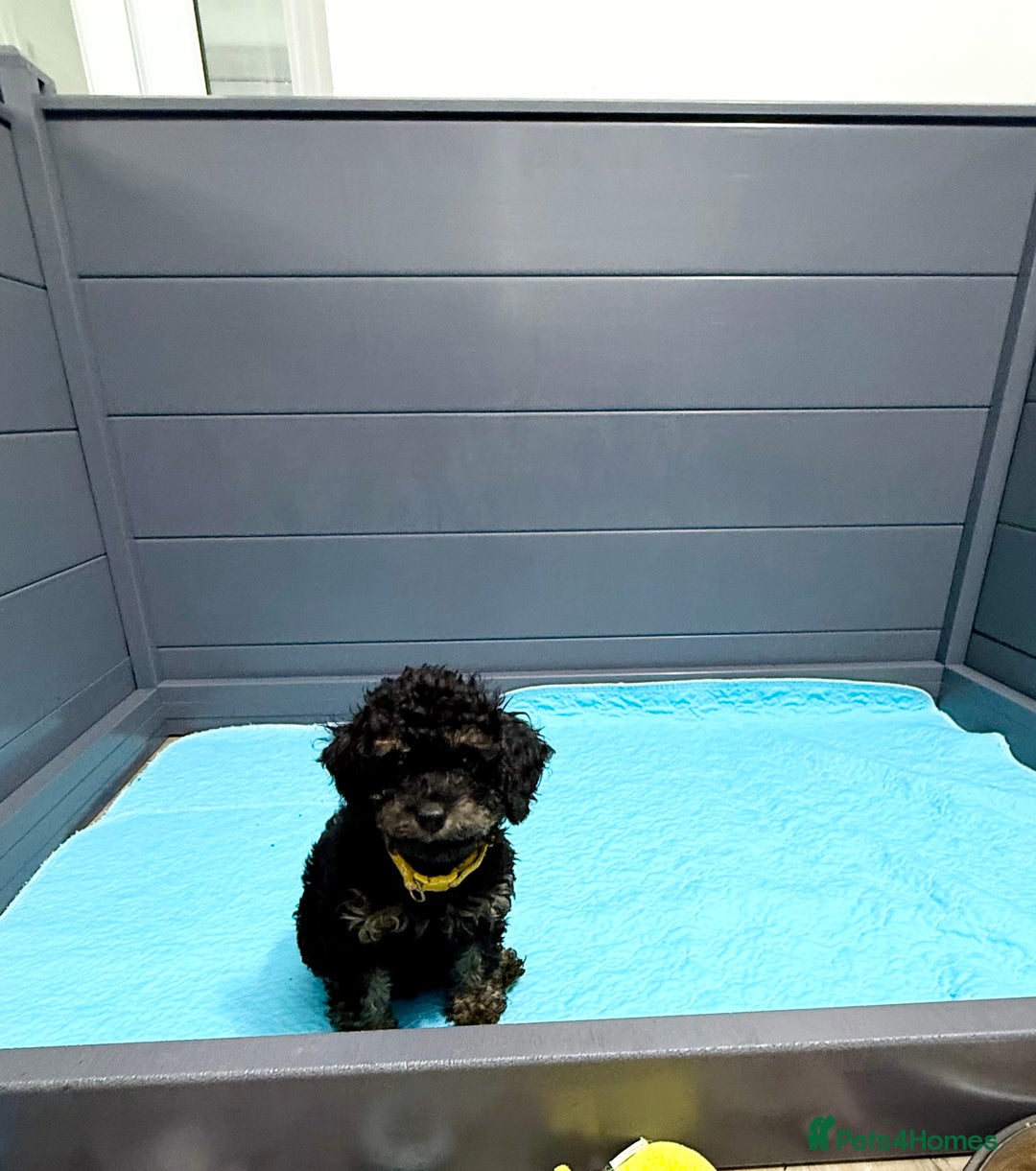Cavapoo dogs for sale: READY NOW! Adorable Phantom F1b Cavapoo puppies  - Image 35