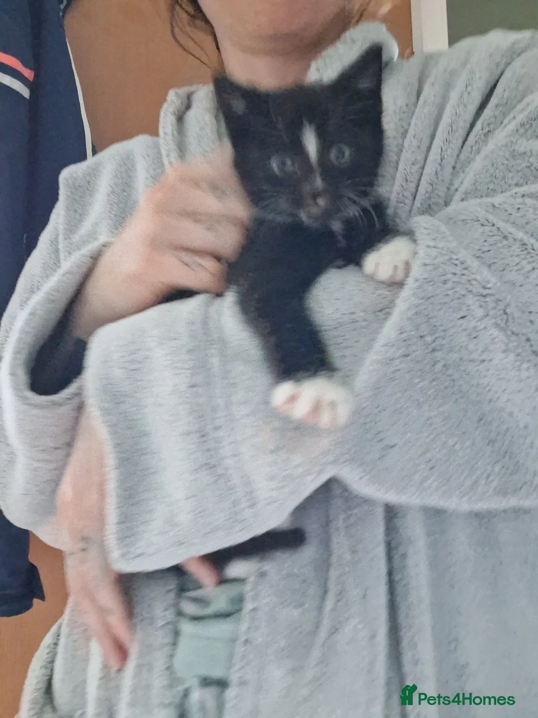 Domestic Shorthair cats for sale: Kittens  in Inverkeithing - Advert 9