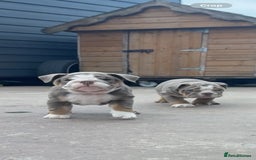 English Bulldog dogs for sale: 6 English Bulldog Puppies for sale - Image 4