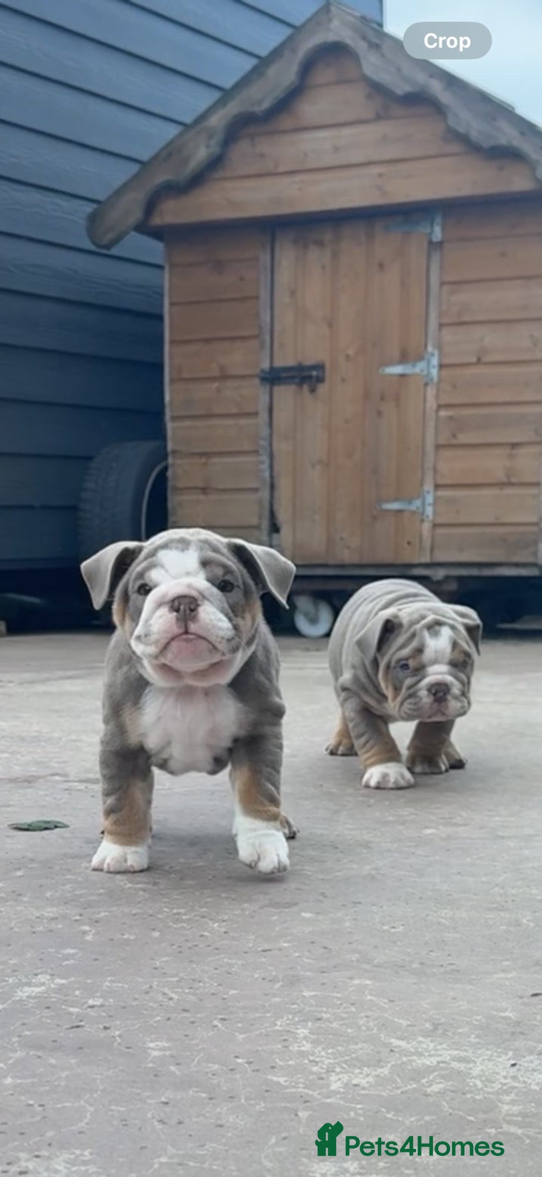English Bulldog dogs for sale: 6 English Bulldog Puppies for sale - Image 4