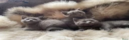 British Shorthair cats for sale: Bsh mix kittens  - Advert 3