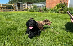 Sproodle dogs for sale: Stunning F1 sproodle  - Image 32