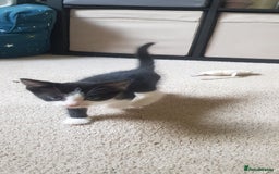Mixed Breed cats for sale: 5 baby kittens for sale  in Renfrew - Image 19