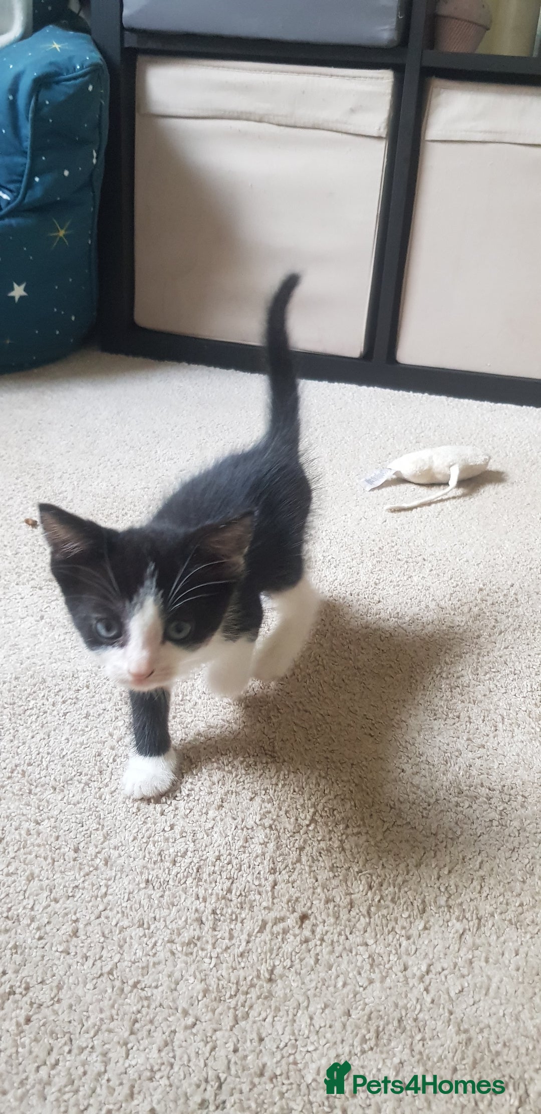 Mixed Breed cats for sale: 5 baby kittens for sale  in Renfrew - Image 19