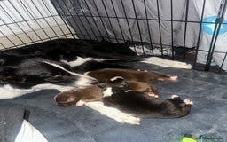 Border Collie dogs for sale: Collie pups - Image 6