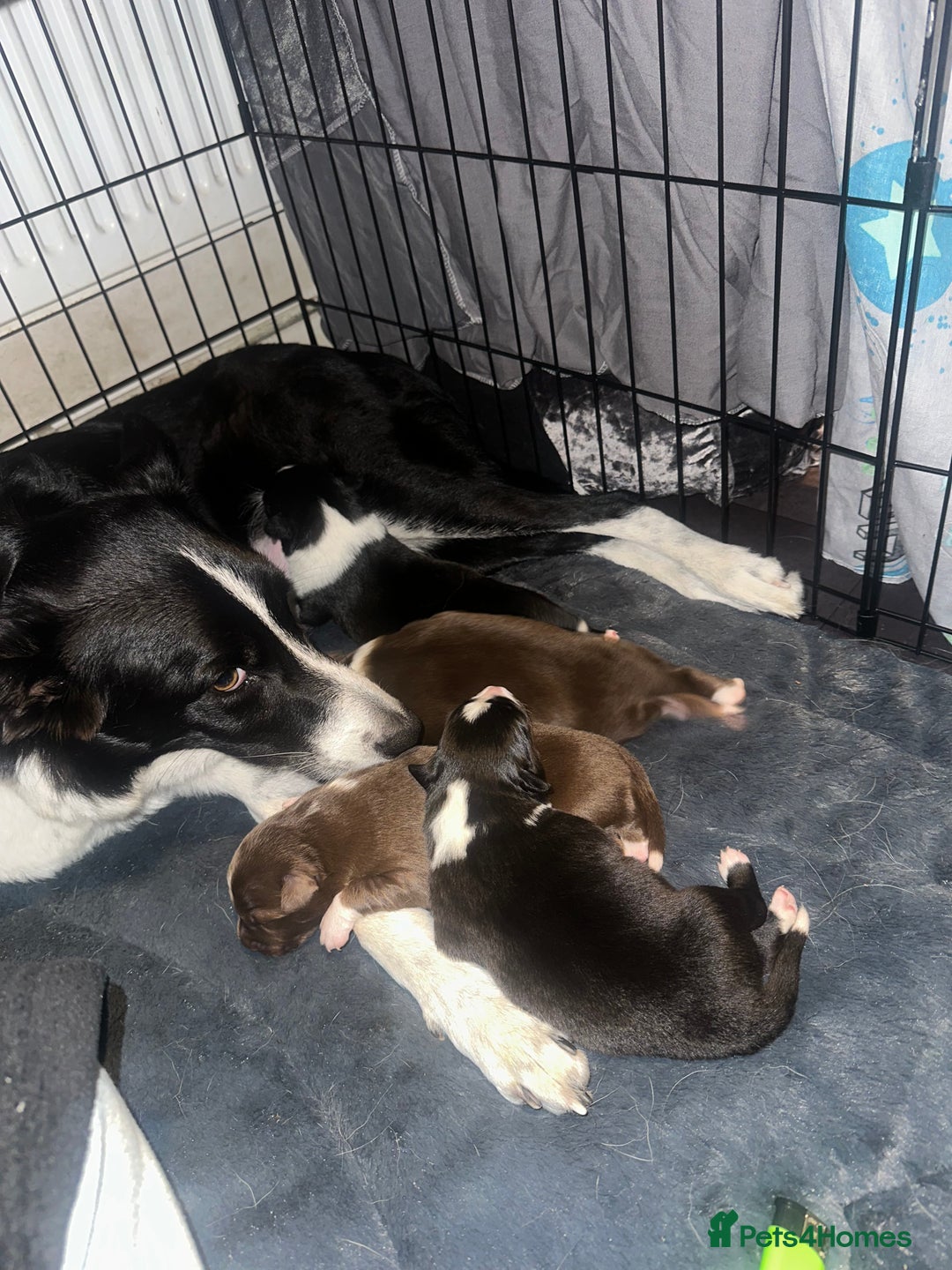 Border Collie dogs for sale: Collie pups - Image 6