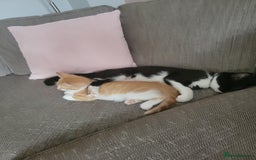 Mixed Breed cats for sale: Friendly girl - Image 10