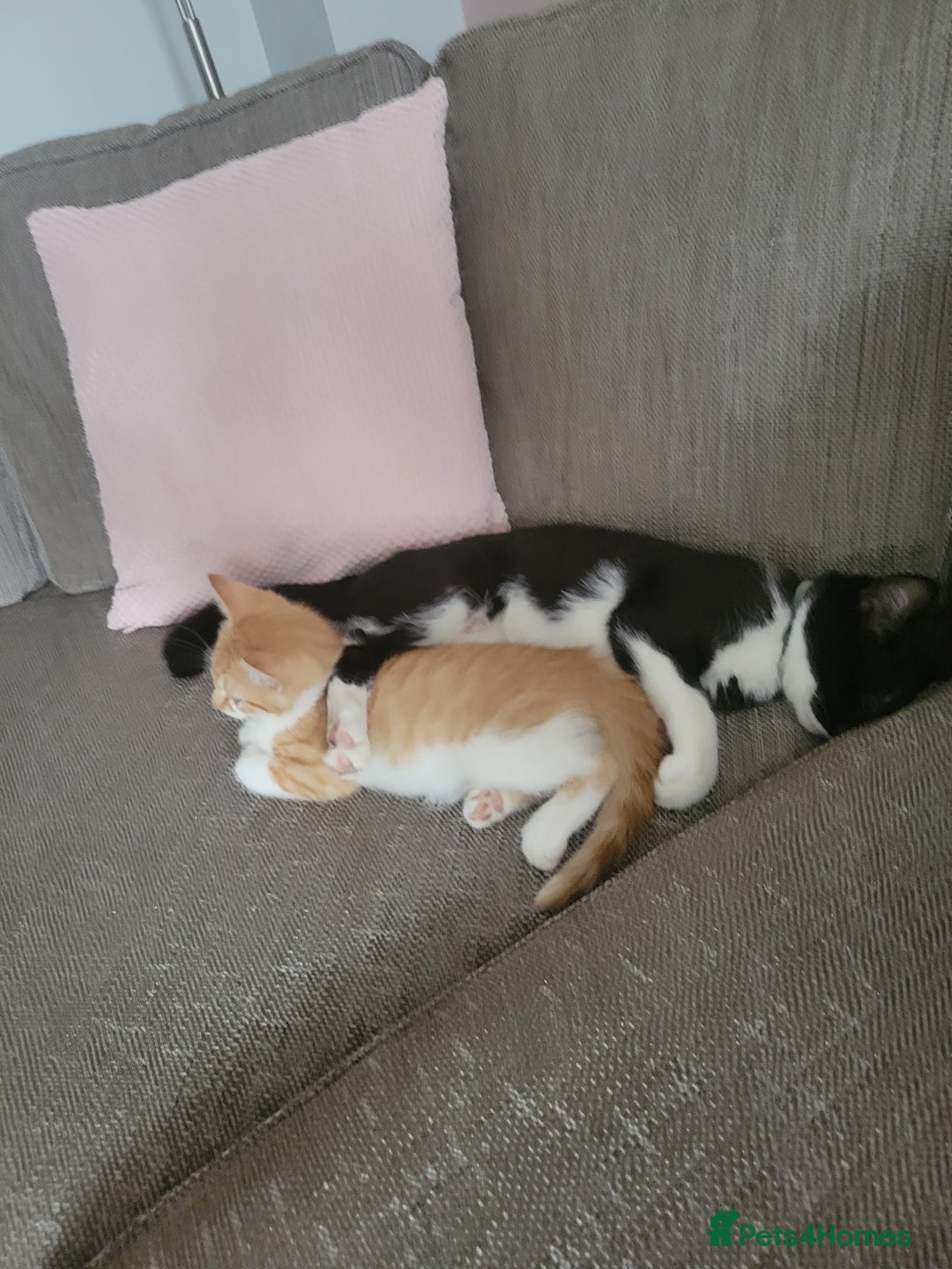Mixed Breed cats for sale: Friendly girl - Image 10