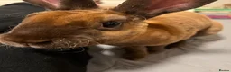Rex rabbits for sale: Mini Rex Buck - 1 year 11 months - Advert 6